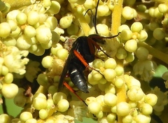 Episyron conterminus