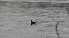 Chroicocephalus ridibundus