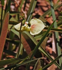 Macroptilium prostratum