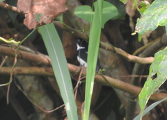 Platysteira castanea