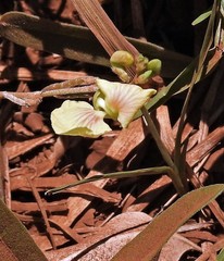 Macroptilium prostratum