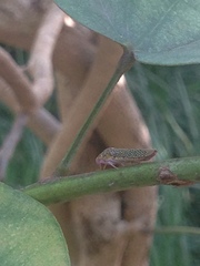 Proconiini