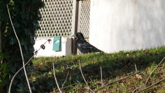 Corvus corone