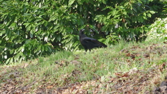 Corvus corone