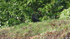 Corvus corone