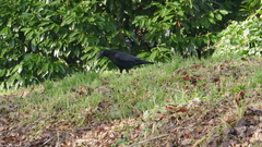 Corvus corone