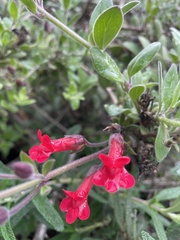 Gambelia