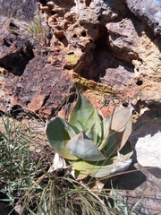 Aloe imalotensis
