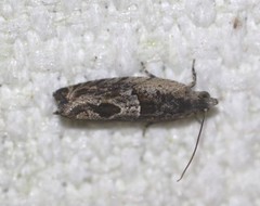 Melanodaedala scopulosana