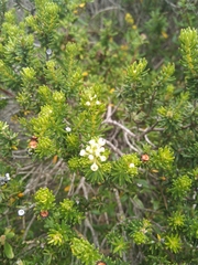 Phylica axillaris