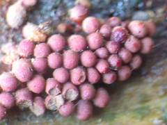 Arcyria stipata