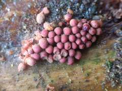 Arcyria stipata