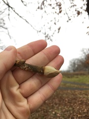 Carya tomentosa