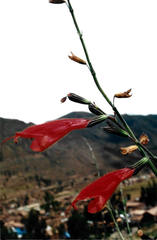 Salvia oppositiflora