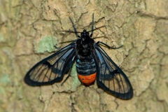 Osmocneme bracata