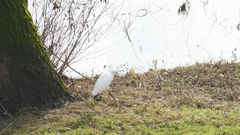 Egretta garzetta