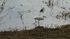 Egretta garzetta