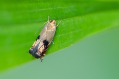 Calliprora