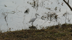 Egretta garzetta