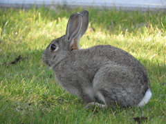 Oryctolagus cuniculus