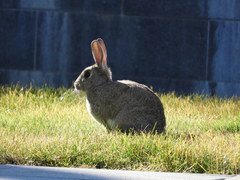 Oryctolagus cuniculus