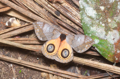 Automeris abdomipichinchensis