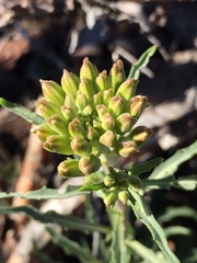 Erysimum capitatum capitatum