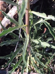 Erysimum capitatum capitatum