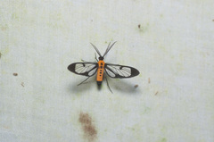 Cosmosoma dorsimacula