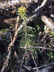 Erysimum capitatum capitatum