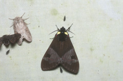 Dysschema marginalis