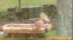 Cardinalis cardinalis