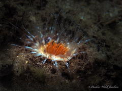 Ceriantheopsis americanus