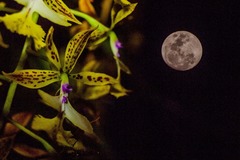 Epidendrum stamfordianum
