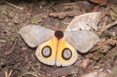 Automeris abdomipichinchensis