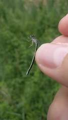 Coenagrion mercuriale