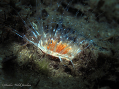 Ceriantheopsis americanus