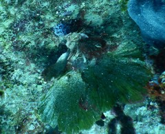 Ceratophyllidia papilligera