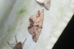 Isochromodes granula