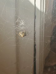 Parasteatoda tepidariorum