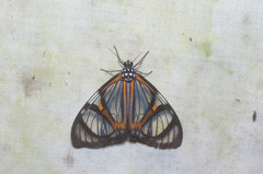 Hypocrita phanoptoides