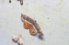 Opisthoxia branickiaria