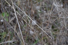 Trifolium hirtum
