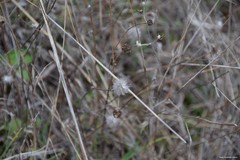 Trifolium hirtum