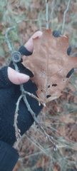 Quercus × hawkinsiae