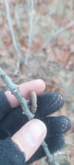 Quercus × hawkinsiae