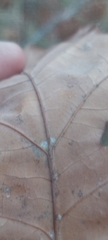 Quercus × hawkinsiae