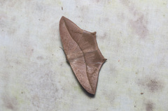 Prochoerodes tetragonata