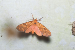 Elysius aurantiacus