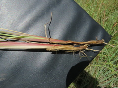 Setaria sphacelata sphacelata